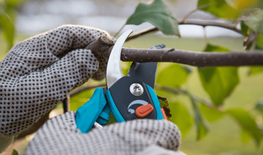 TREE PRUNING